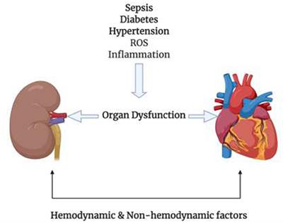 Immunomodulatory Approaches in Diabetes-Induced Cardiorenal Syndromes